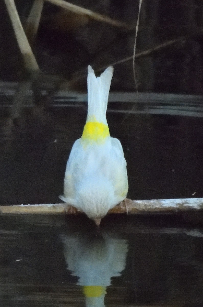 Serin des Canaries (forme domestique) - ML644427568
