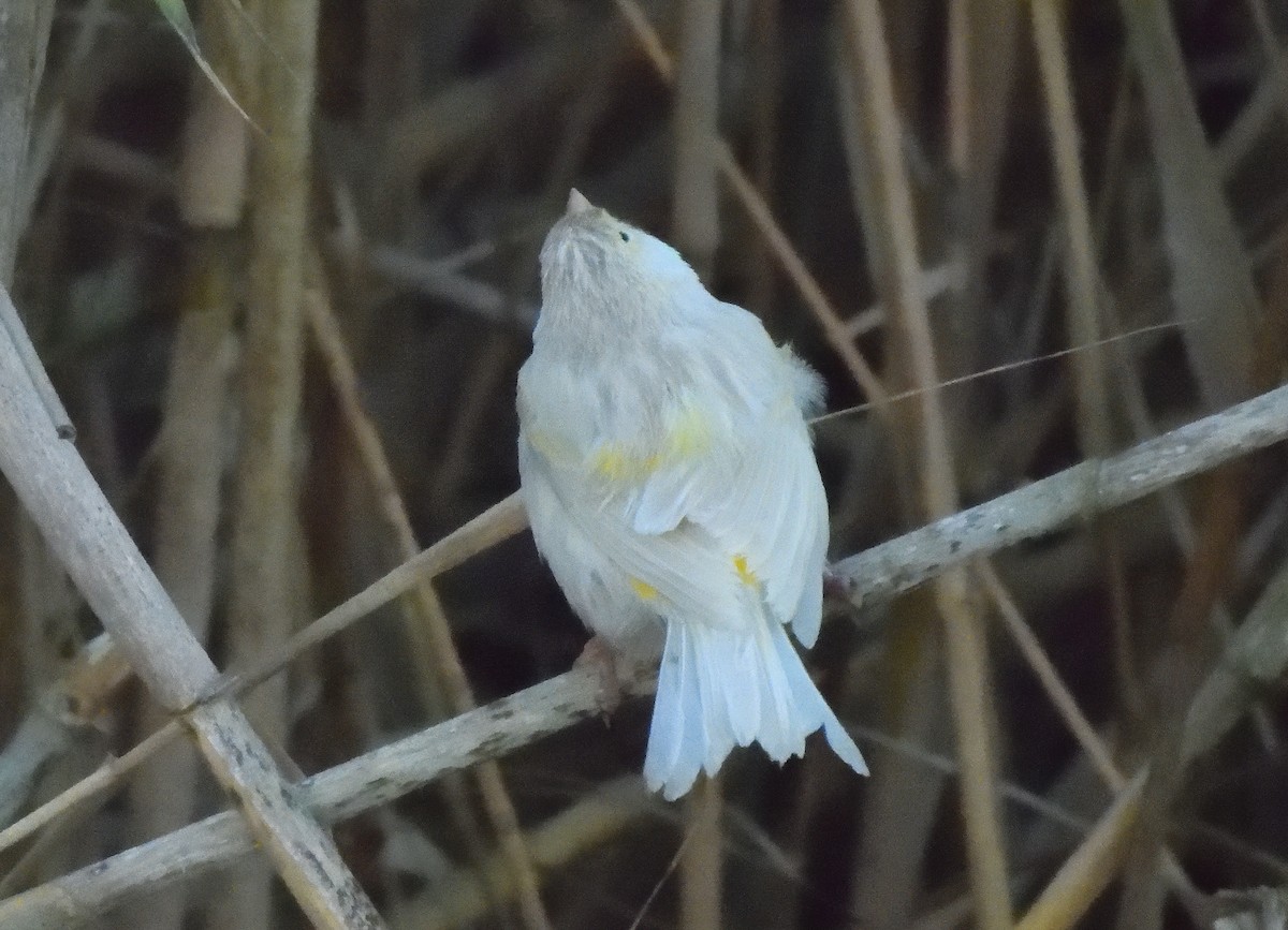 Serin des Canaries (forme domestique) - ML644427569