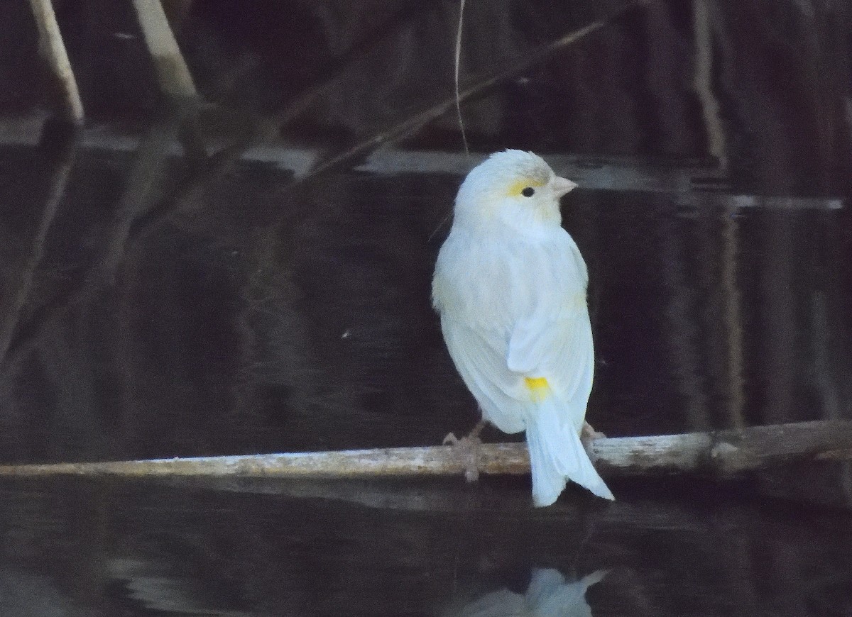 Serin des Canaries (forme domestique) - ML644427570