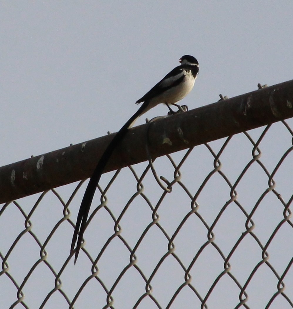 針尾維達雀 - ML644427572