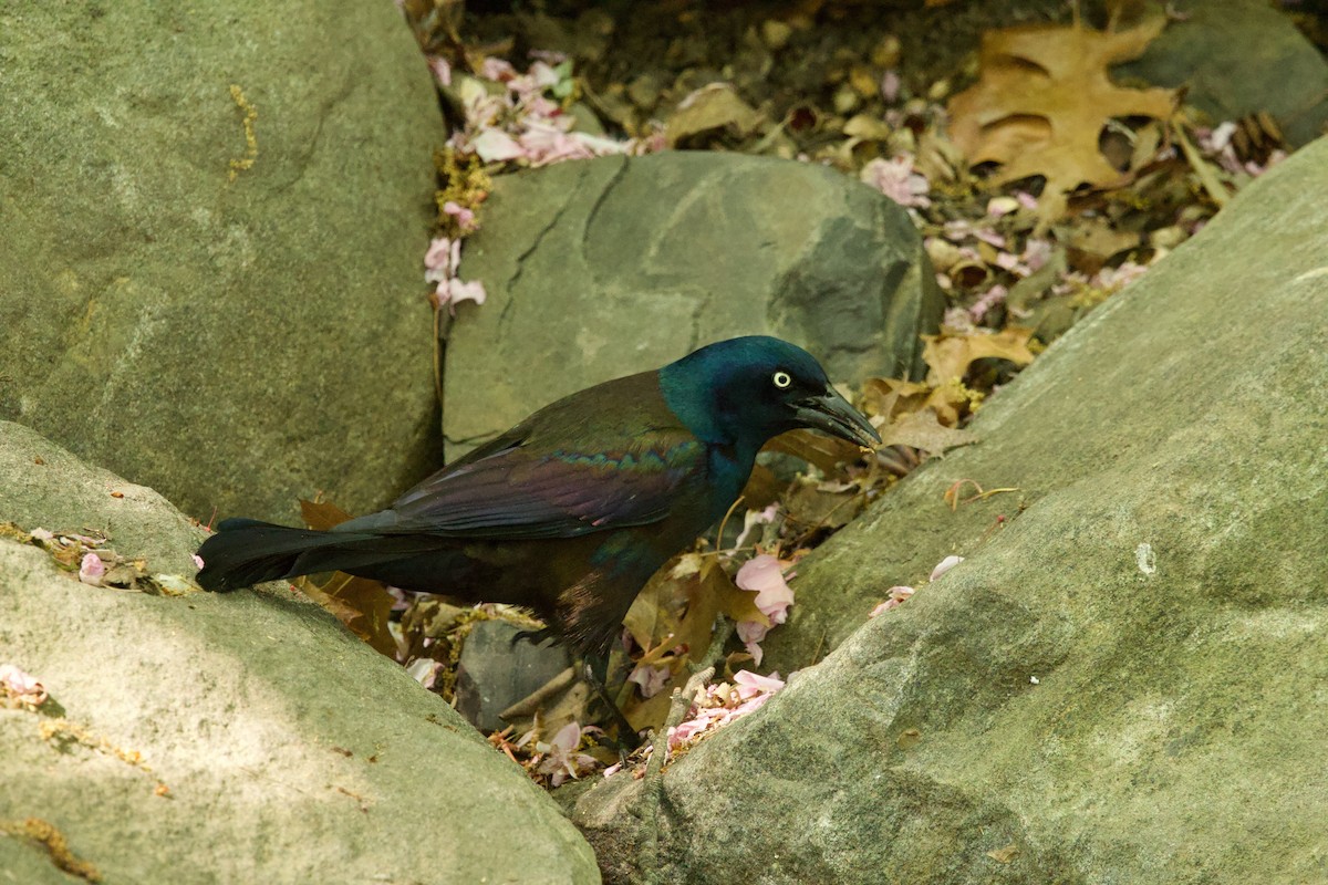 Common Grackle - ML644427575