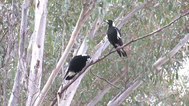 Australian Magpie (Black-backed) - ML644427584