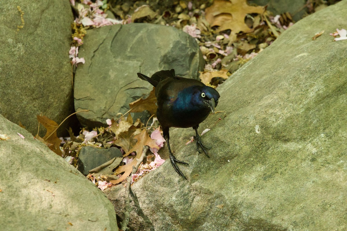 Common Grackle - ML644427589