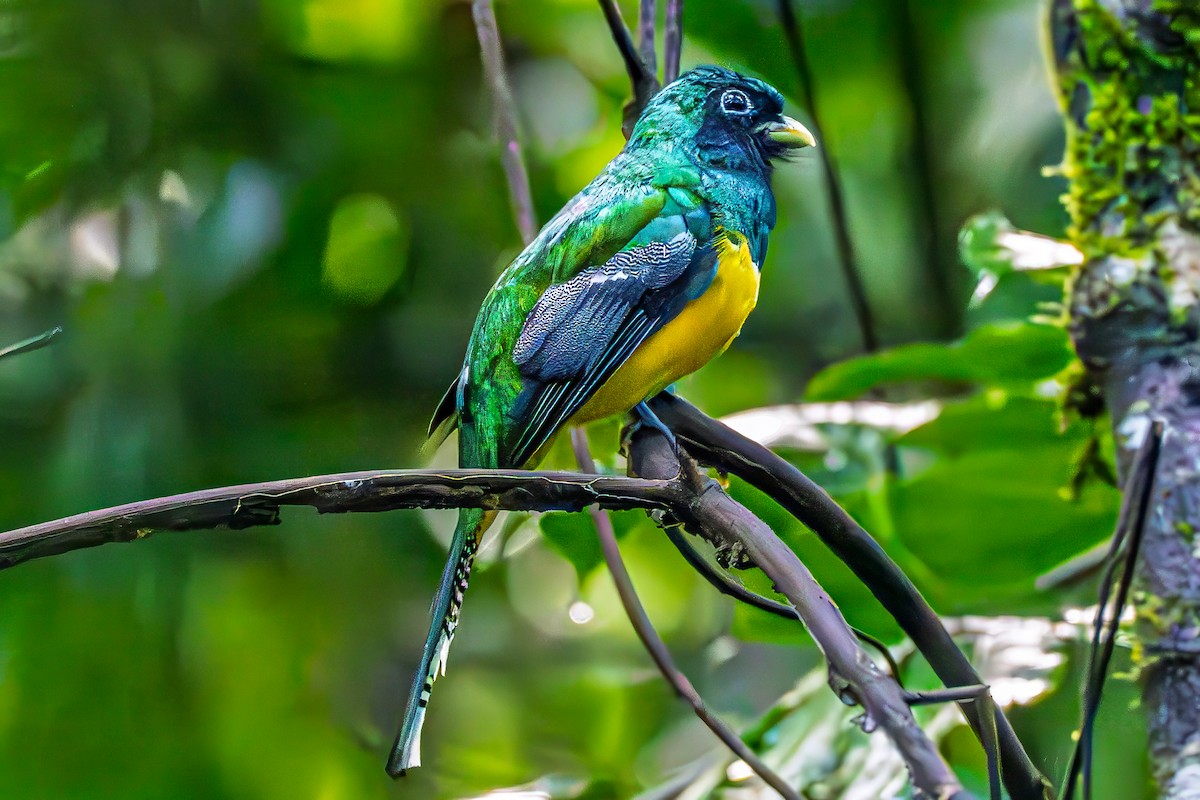 Graceful Black-throated Trogon - ML644427605