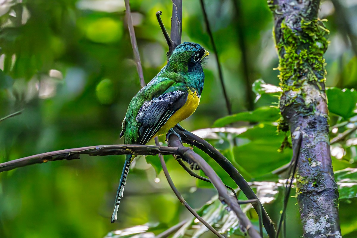 Graceful Black-throated Trogon - ML644427606