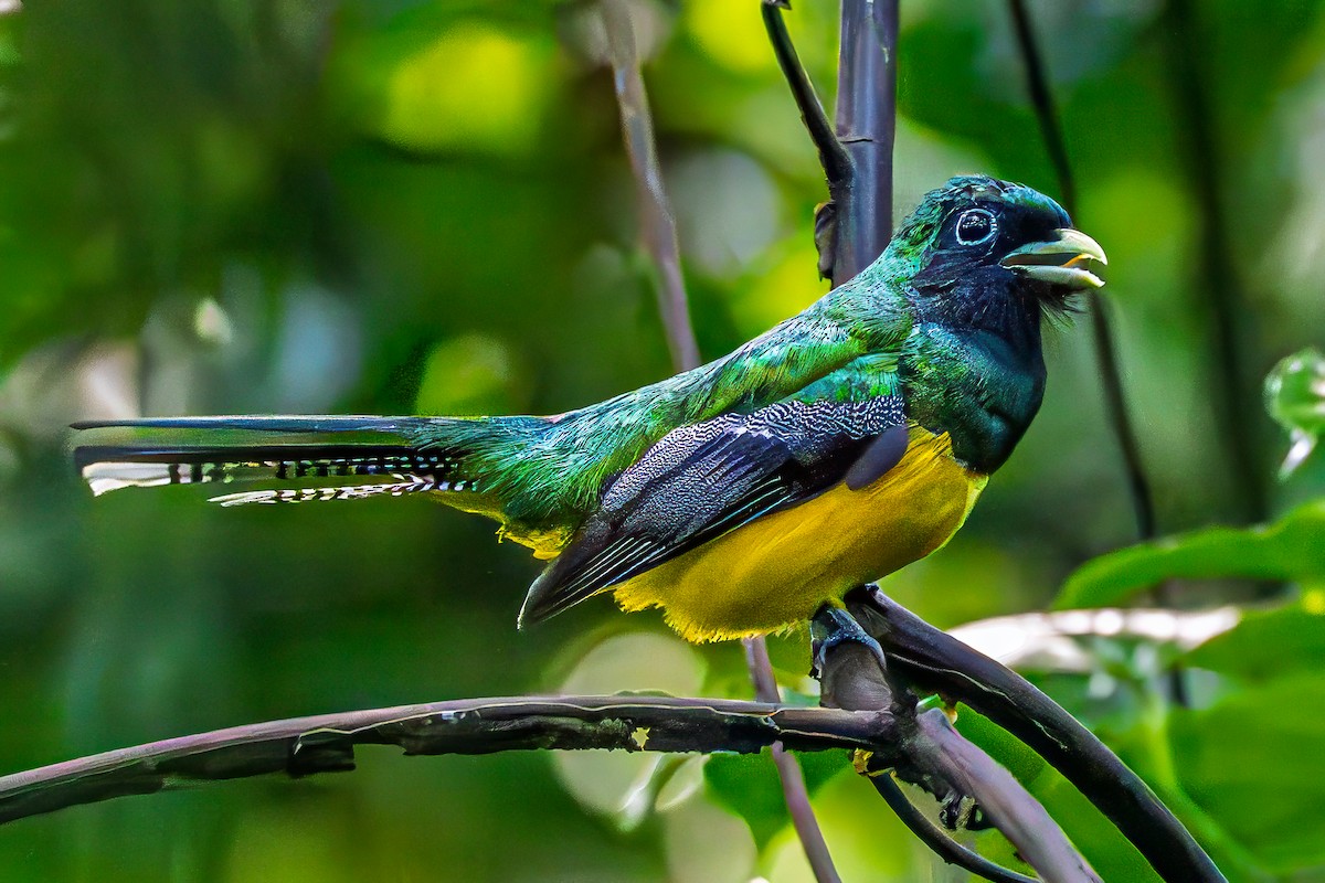 Graceful Black-throated Trogon - ML644427607