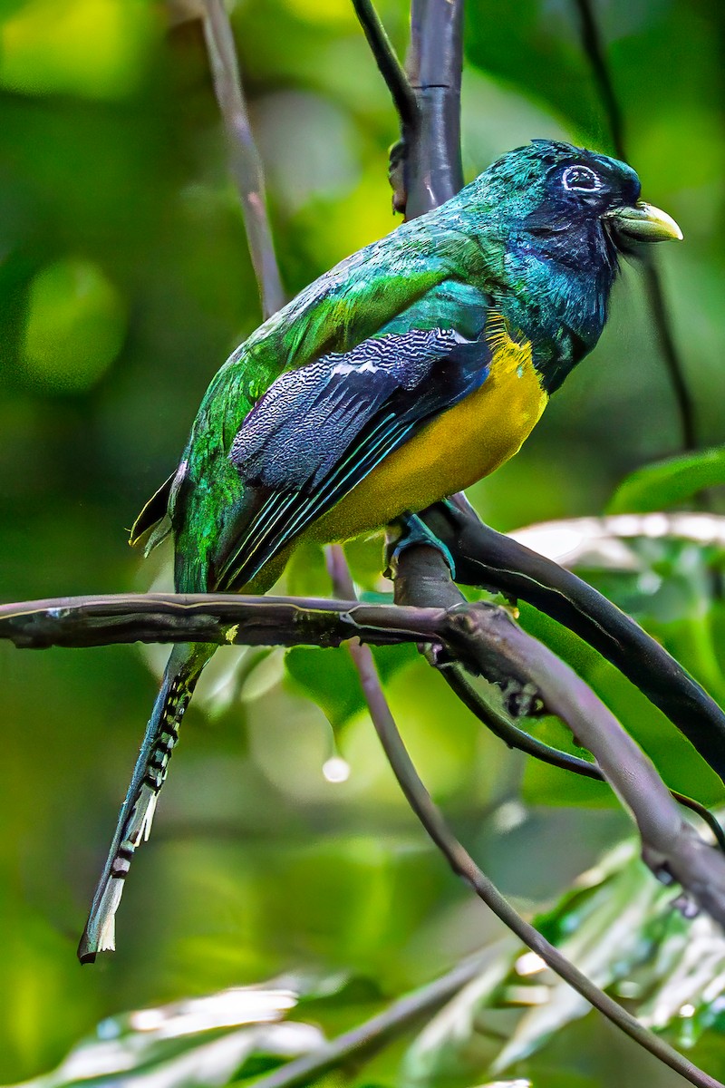 Graceful Black-throated Trogon - ML644427608
