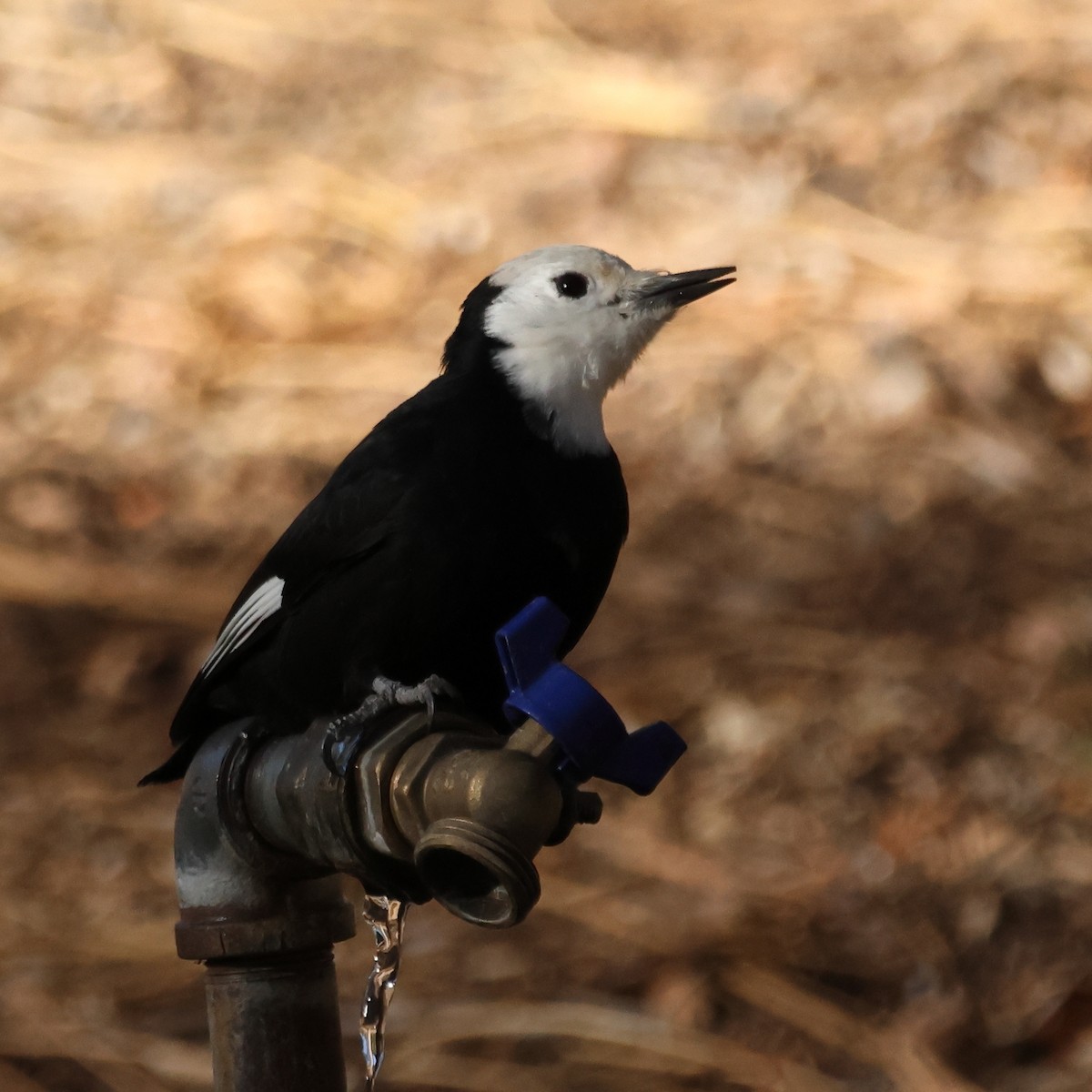 White-headed Woodpecker - ML644427620
