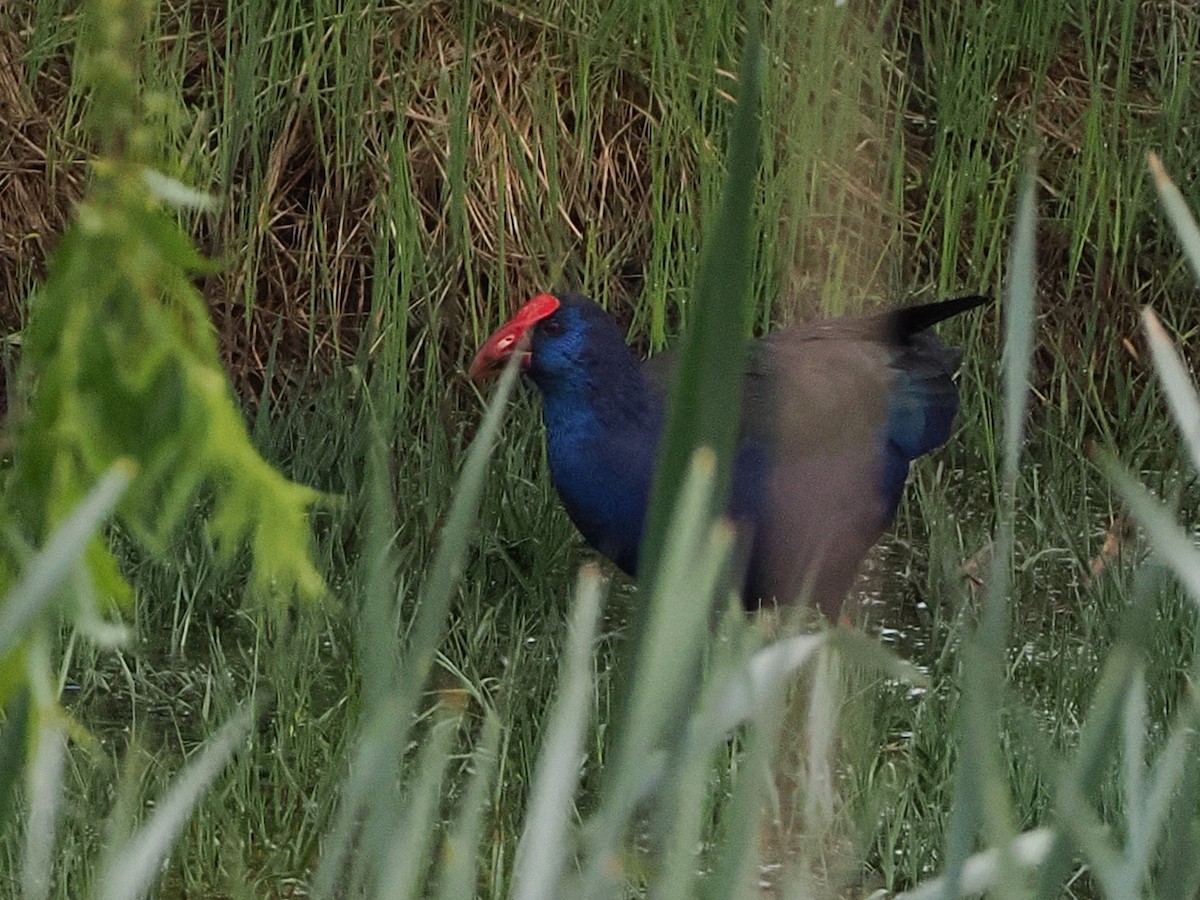 grønnryggsultanhøne - ML644427621