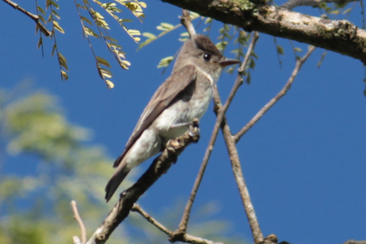 Olive-sided Flycatcher - ML644427624