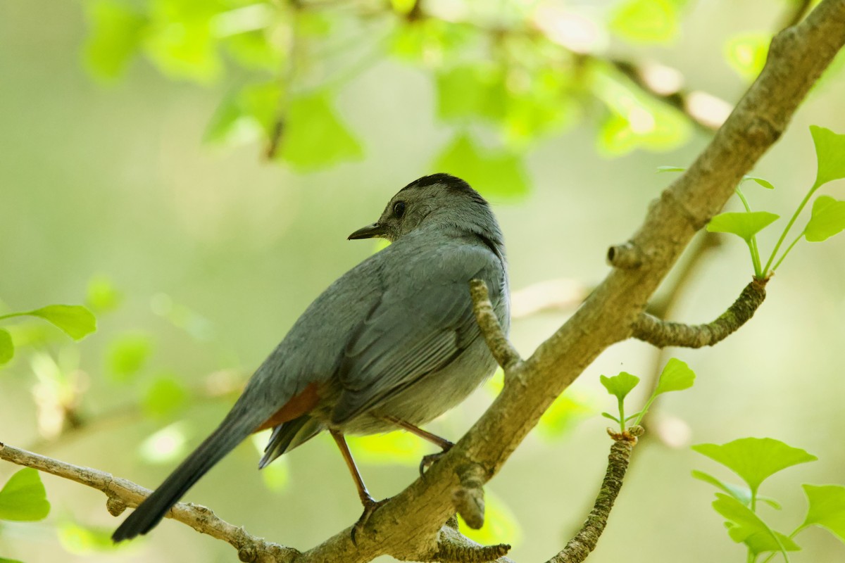 ימימן אמריקני - ML644427627