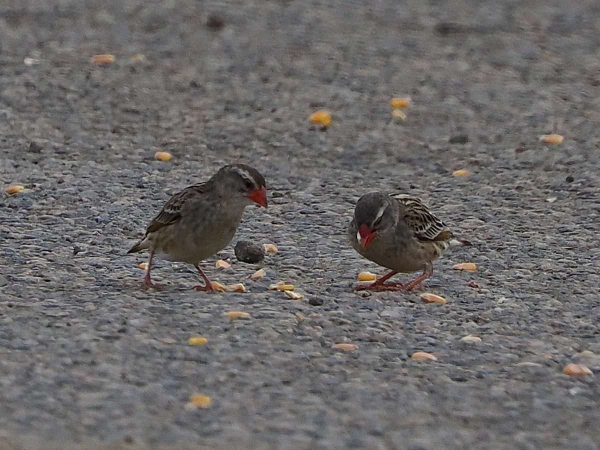 Quelea Común - ML644427660