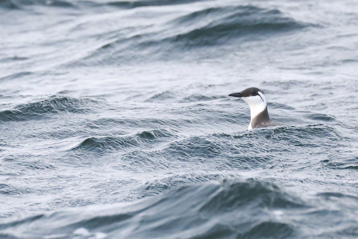 Кайра тонкодзьоба - ML644427661