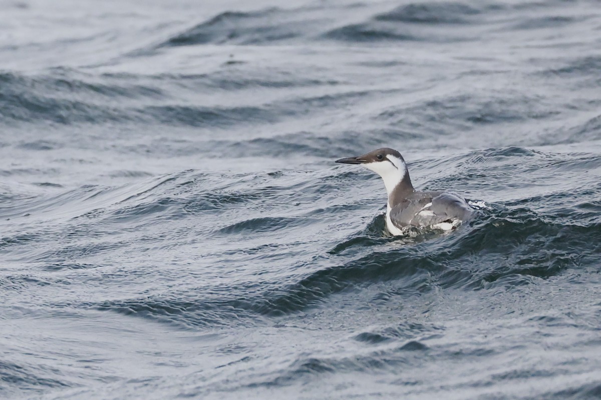 Кайра тонкодзьоба - ML644427662
