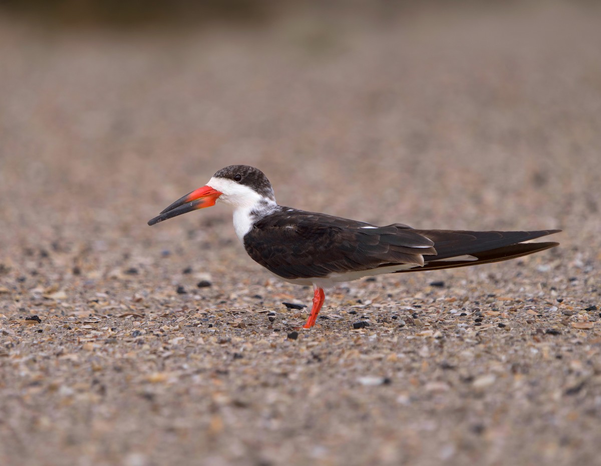 Black Skimmer - ML644427664