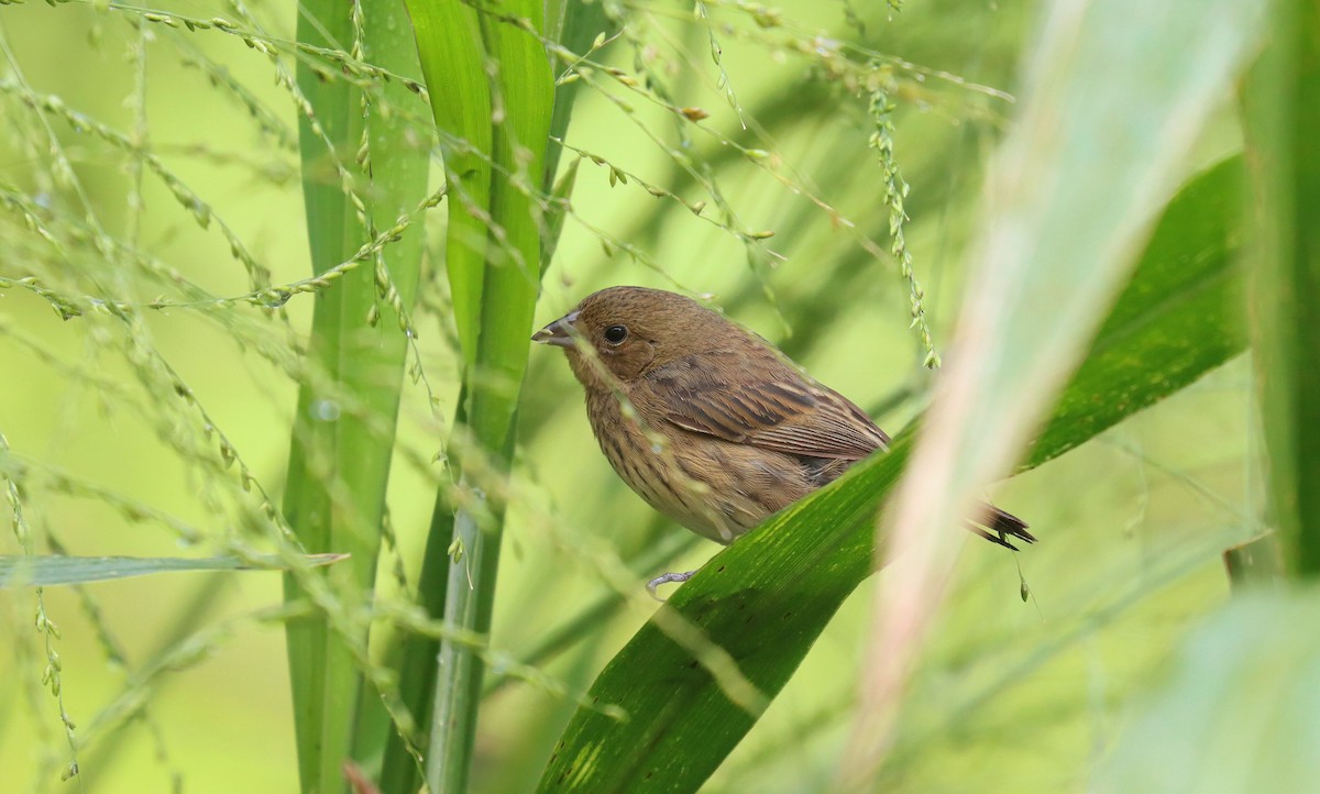 Blue-black Grassquit - ML644427665