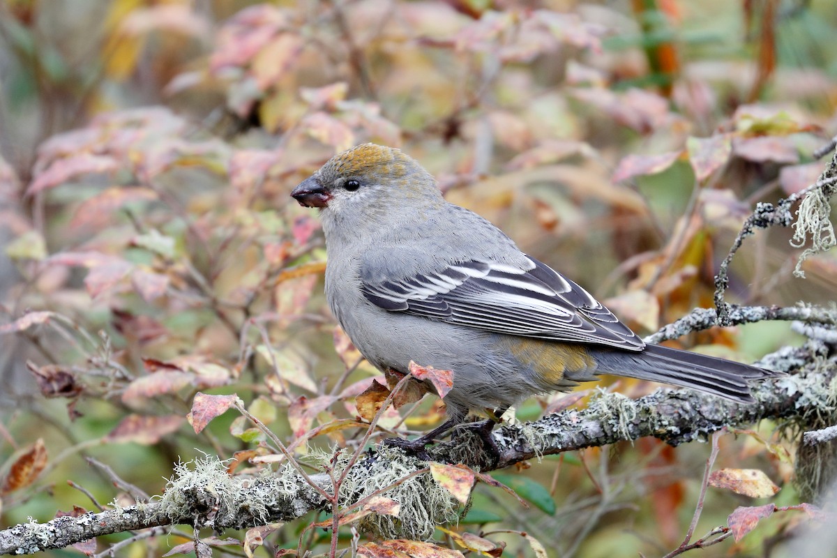 Pine Grosbeak - ML644427678