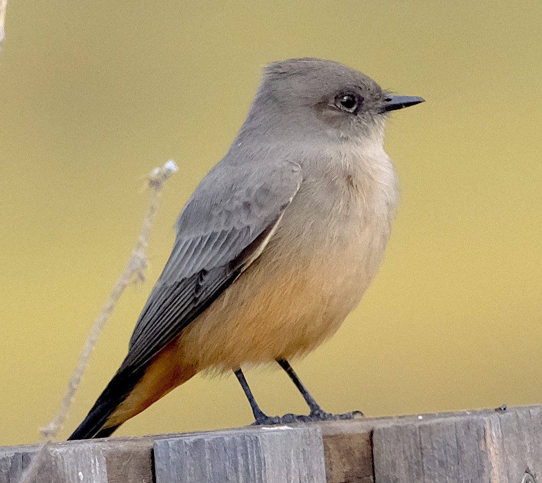 Say's Phoebe - ML644427684