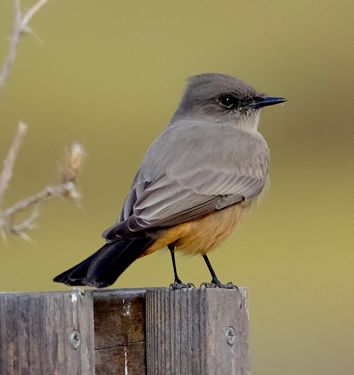 Say's Phoebe - ML644427685