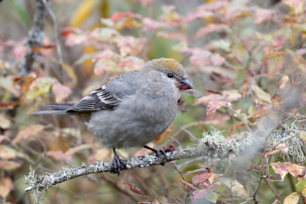 Pine Grosbeak - ML644427686