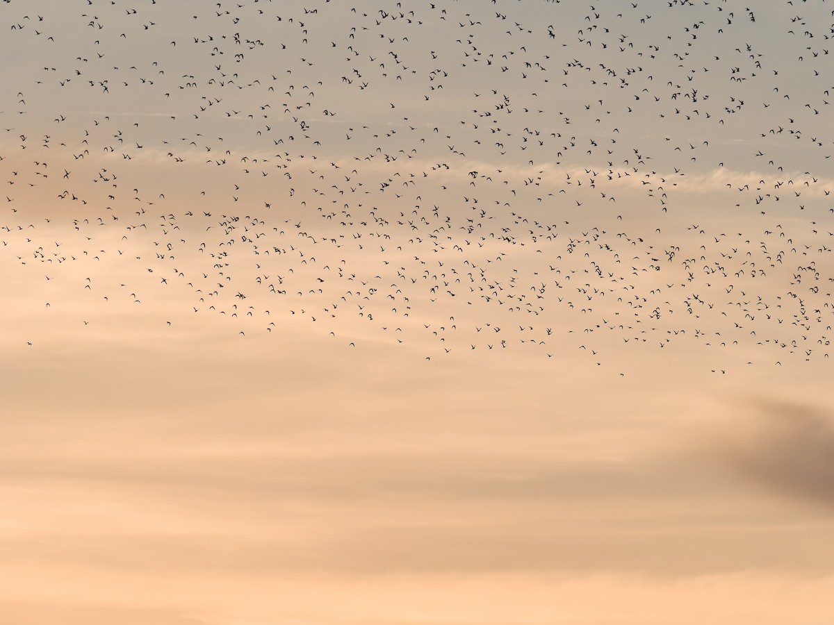 Сивка звичайна - ML644427690