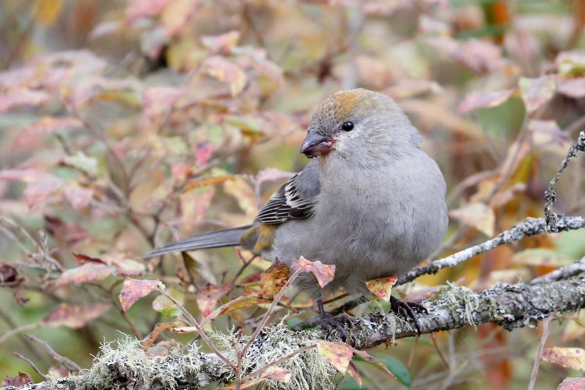 Pine Grosbeak - ML644427696
