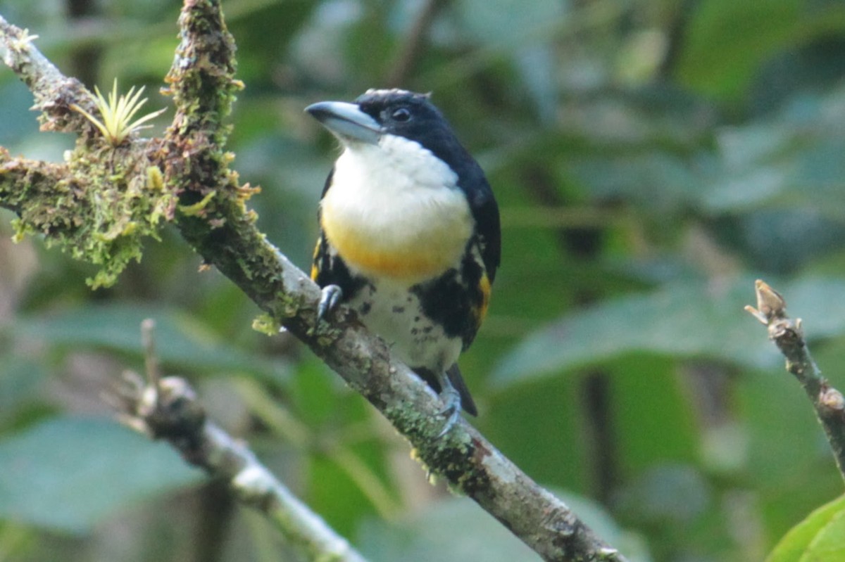 Spot-crowned Barbet - ML644427704