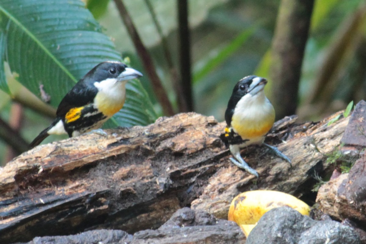 Spot-crowned Barbet - ML644427705