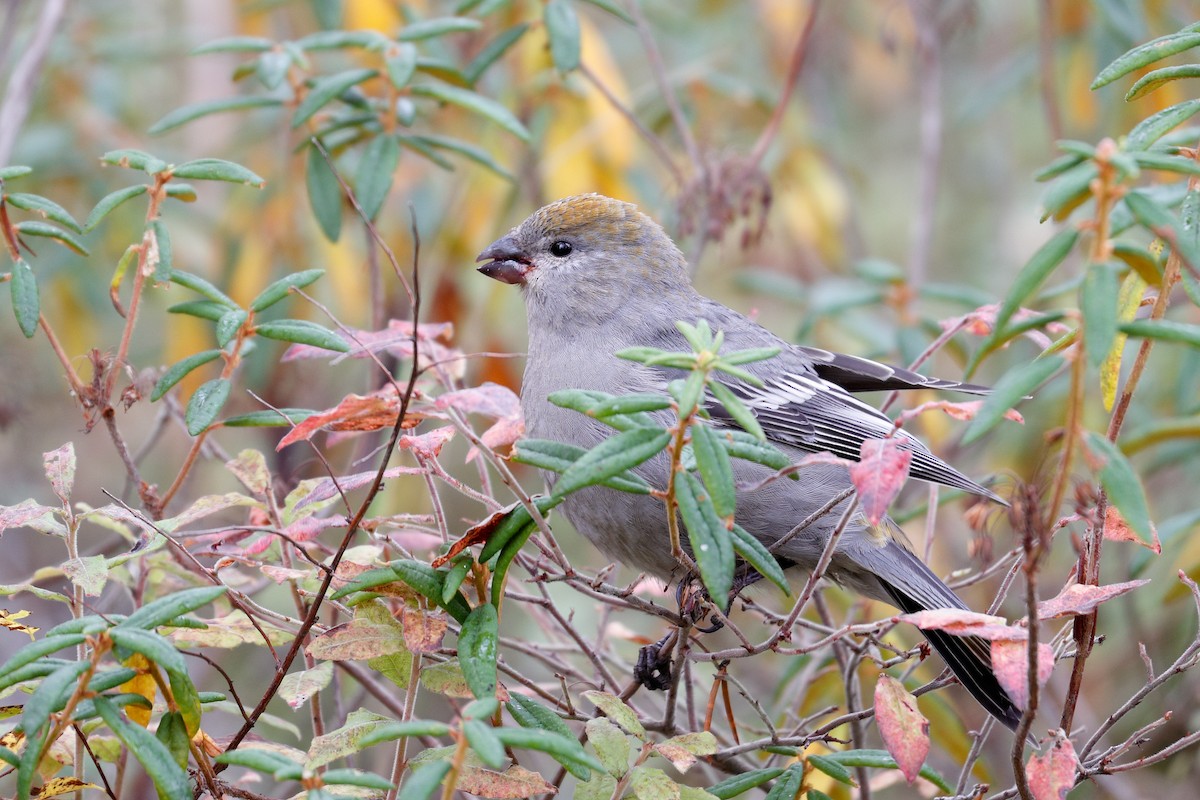 Pine Grosbeak - ML644427712
