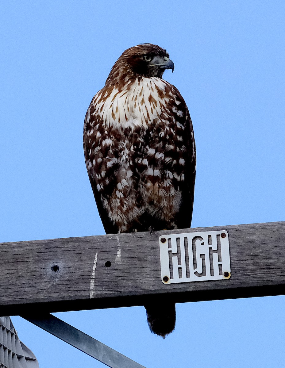 Red-tailed Hawk - ML644427732