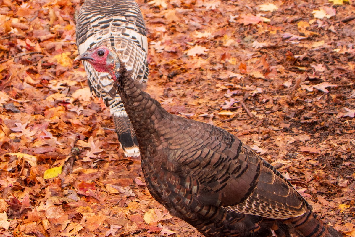 シチメンチョウ - ML644427750