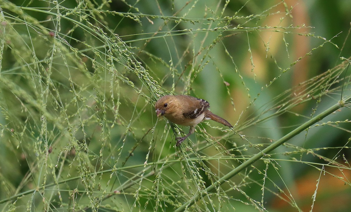 Morelet's Seedeater - ML644427762