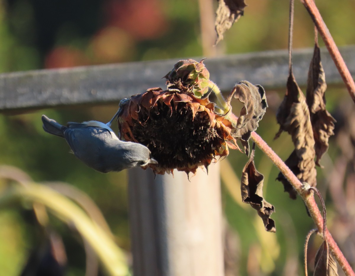 Tufted Titmouse - ML644427763