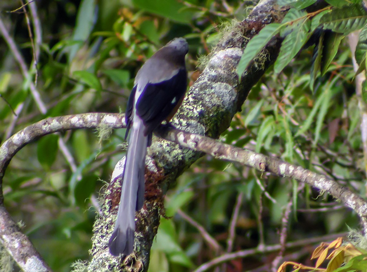 Bornean Treepie - ML644427768