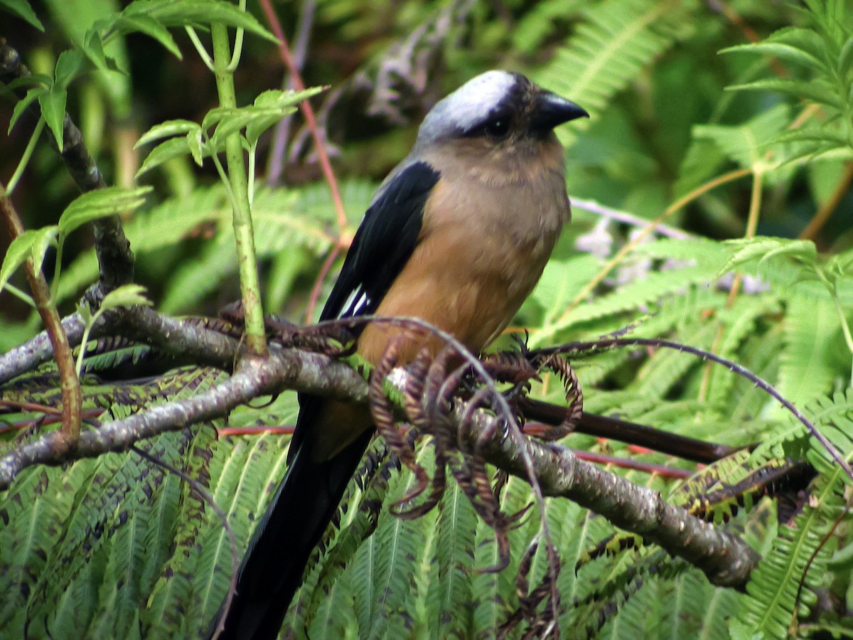 Bornean Treepie - ML644427769
