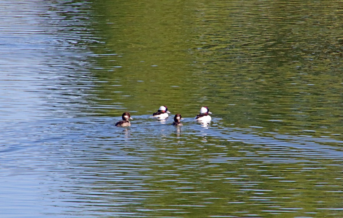 Bufflehead - ML644427770