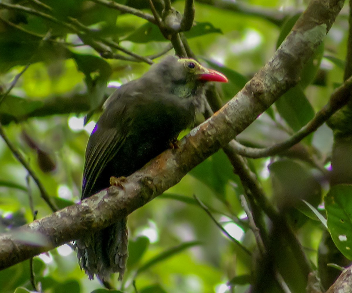Bare-headed Laughingthrush - ML644427779