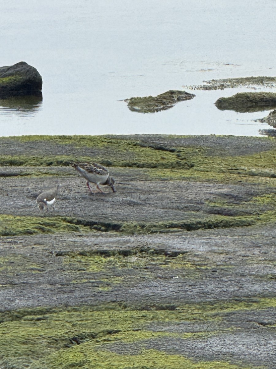 Spotted Sandpiper - ML644427781