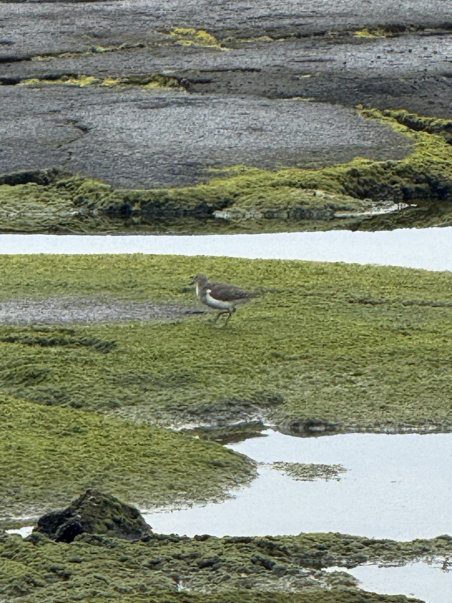 Spotted Sandpiper - ML644427782