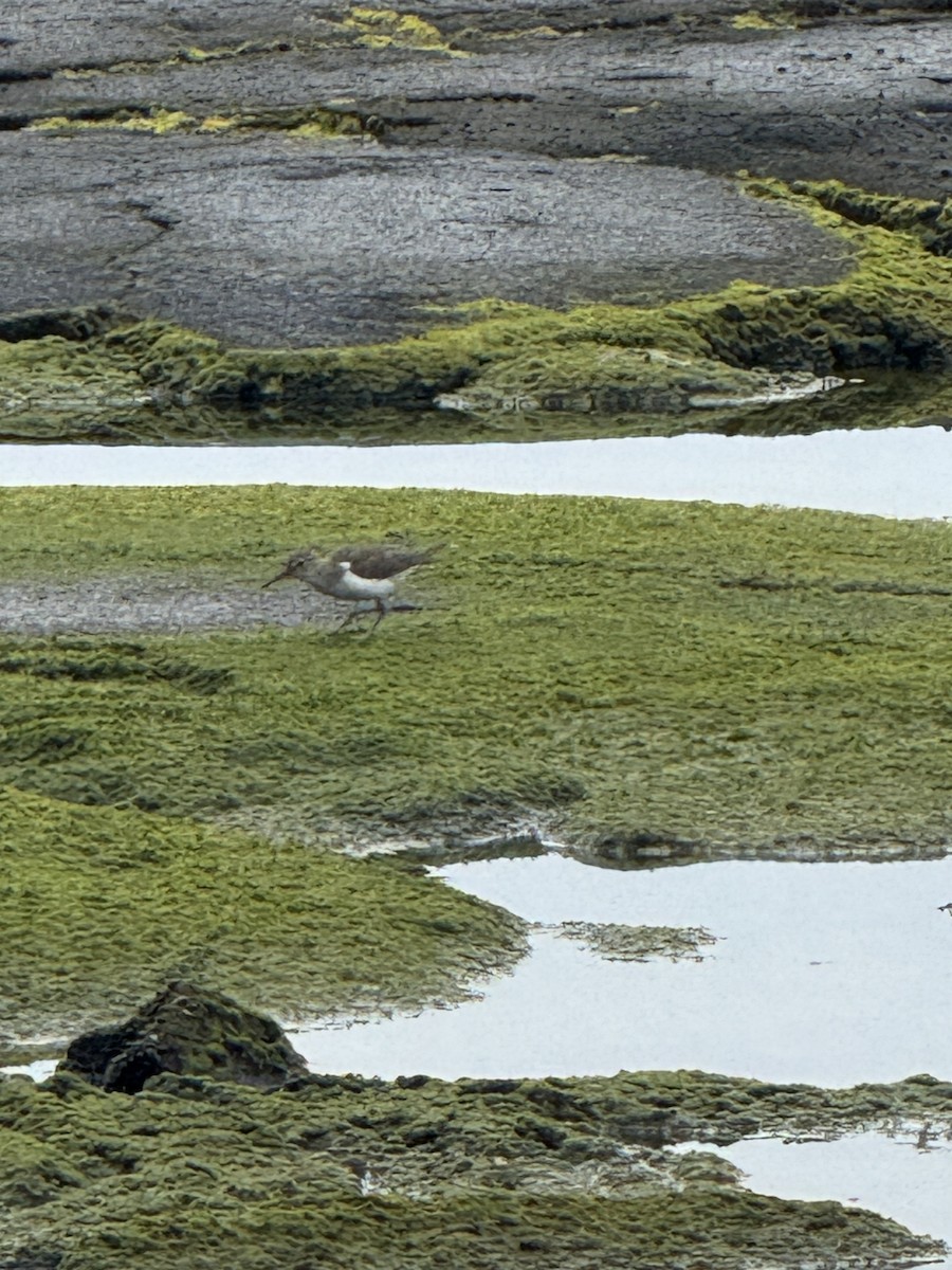 Spotted Sandpiper - ML644427784