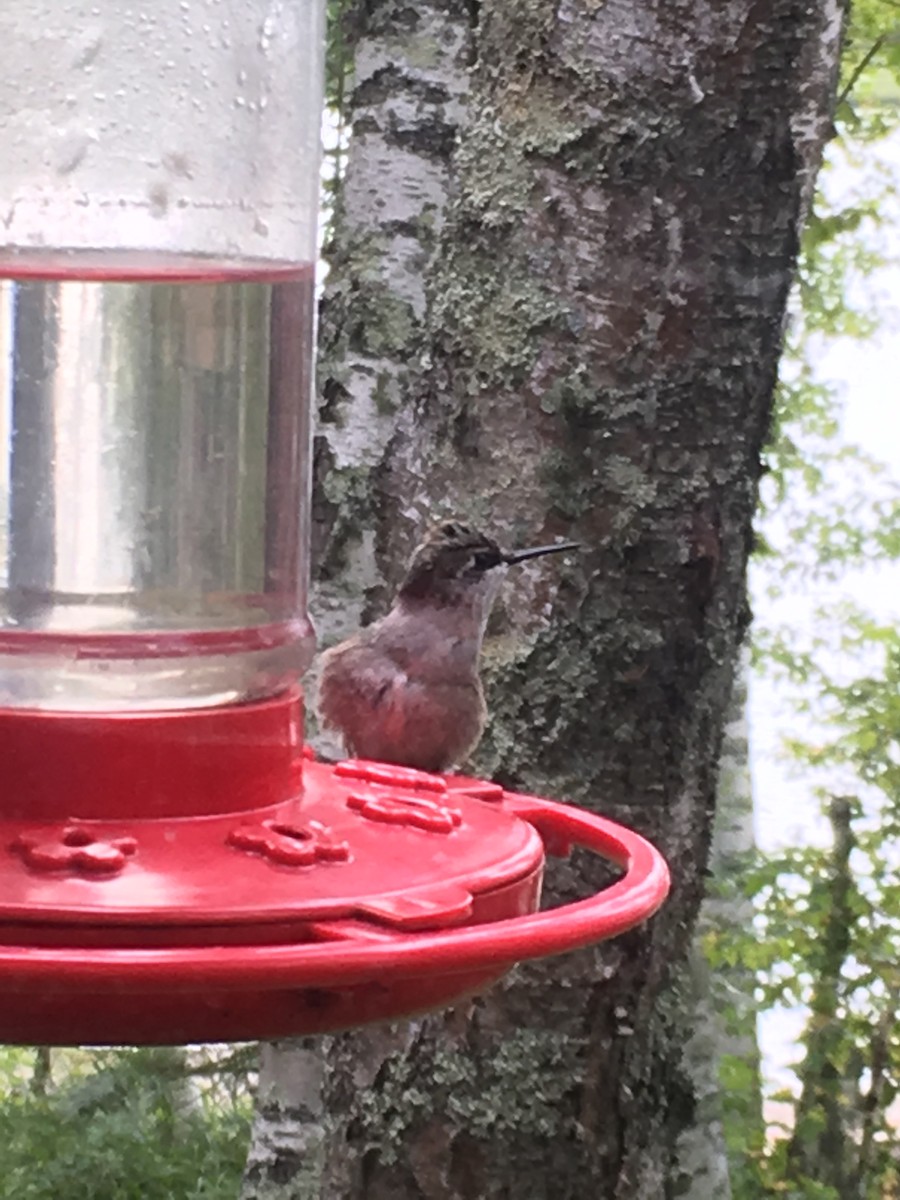 Ruby-throated Hummingbird - ML644427786