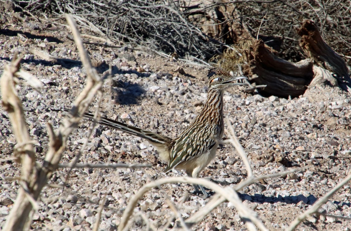 Greater Roadrunner - ML644427803