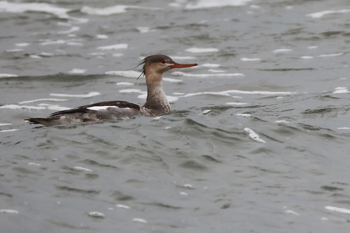Red-breasted Merganser - ML644427831