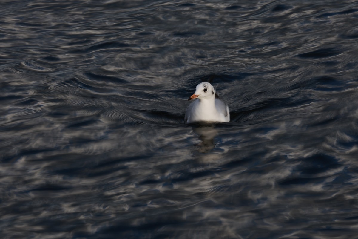 Black-headed Gull - ML644427838