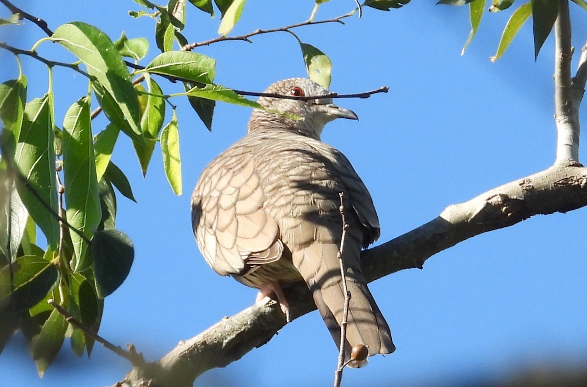 Colombe inca - ML644427840