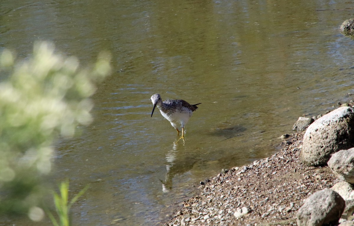 Greater Yellowlegs - ML644427845