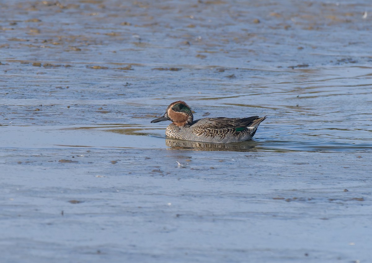 Green-winged Teal (Eurasian) - ML644427852