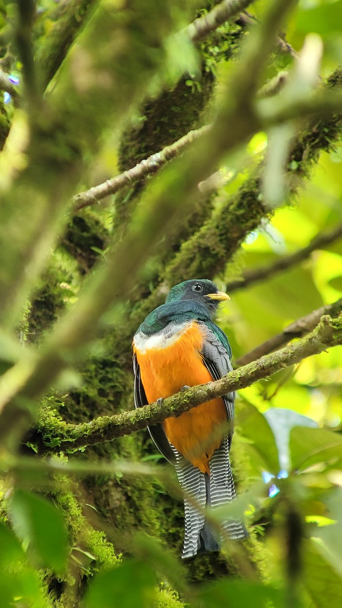 Trogón Acollarado - ML644427853