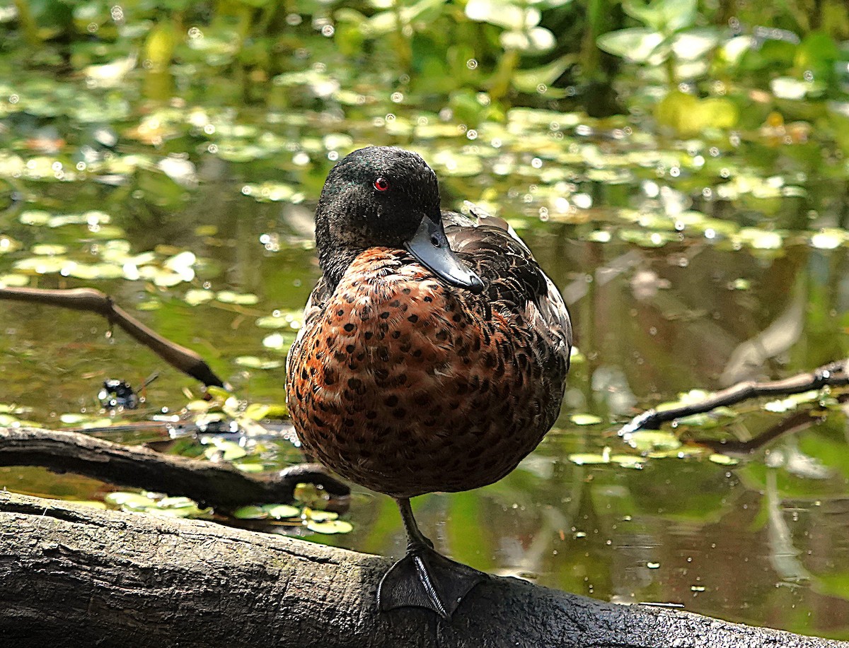Chestnut Teal - ML644427854