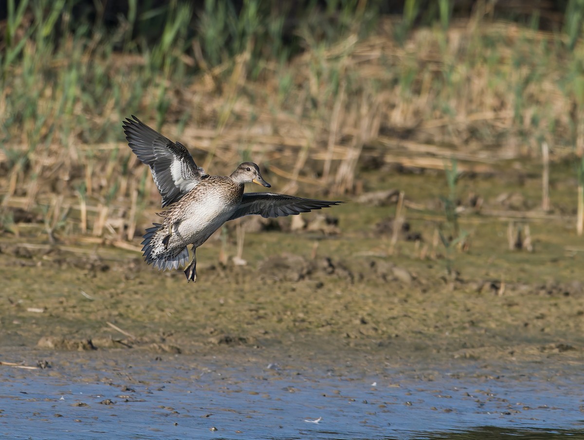 Green-winged Teal (Eurasian) - ML644427855